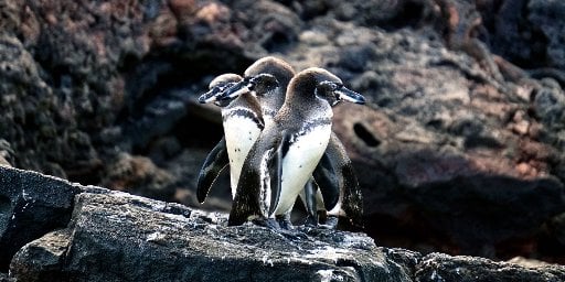 Galapagos: 6-Night Yacht Trip with Guide Deal