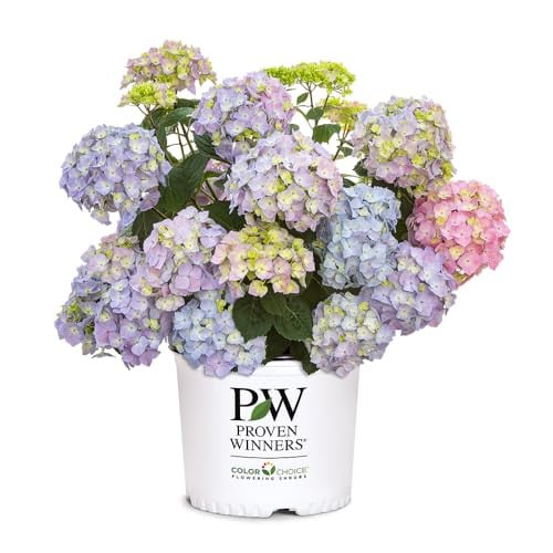 Proven Winners 2 Gal. Let's Dance Skyview Hydrangea Shrub Deal