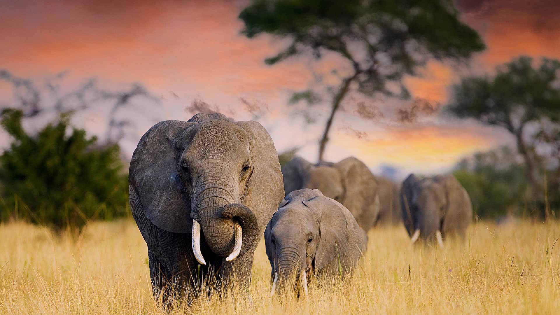 Kenya & Tanzania 9-Night Safari Circuit with Airfare Deal