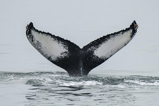 Roundtrip Seattle to Reykjavik Iceland Nonstop Airfares on Icelandair