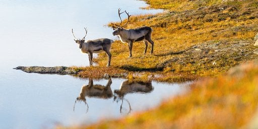 Weeklong Norwegian Cruise Package incl. Nordfjord Deal