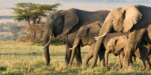 10-Night Kenya Small-Group Tour with Flights Deal