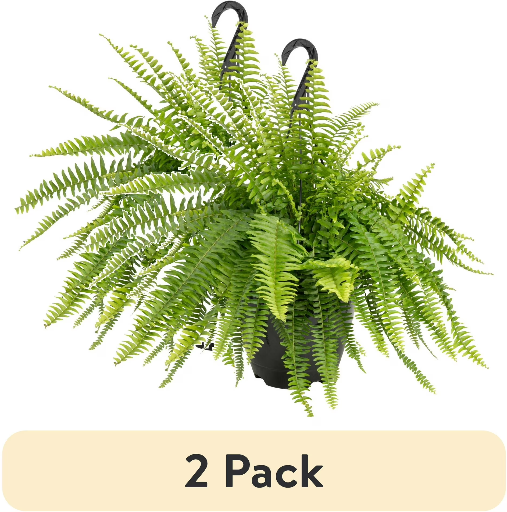 Expert Gardener 22-inch Boston Fern 2-Pack on sale at Walmart