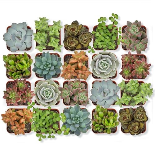 Altman Plants Assorted Potted Live Succulent Outdoor/Indoor Plants 20-Pack Deal