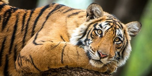 Royal India Tour: 22-Day Fully Guided Trip w/ Air Deal