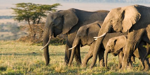 10-Night Kenya Small-Group Tour with Flights