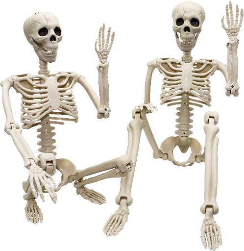 3 ft Life Size Human Skeleton