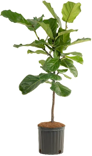 Costa Farms Indoor Fiddle Leaf Fig Ficus Lyrata Standard House Plant 10-inch Grow Pot Deal