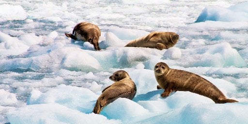 7-Night Alaska Cruise Package Deal