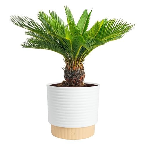 Costa Farms Sago Palm Live Plant 2-3 Feet Tall