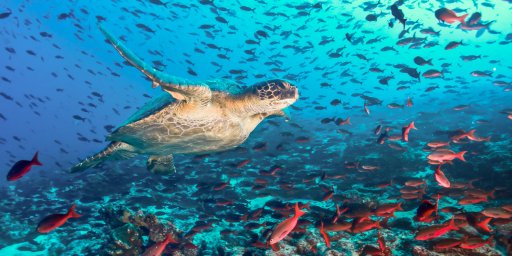 Ecuador & Galapagos Vacation Package for 10 Nights w/ Flights