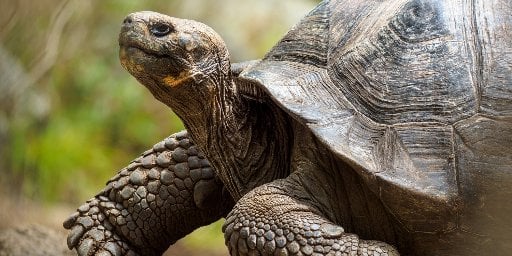 17-Day Guided Amazon and Galapagos Islands Adventure w/ Flights