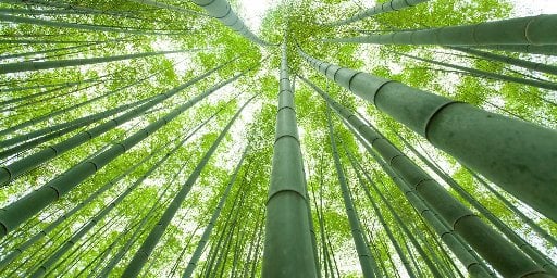 12-Day Japan Summer Trip with Flights & Bullet Trains Deal
