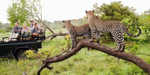 South Africa Tour with Flights & Kruger Safari