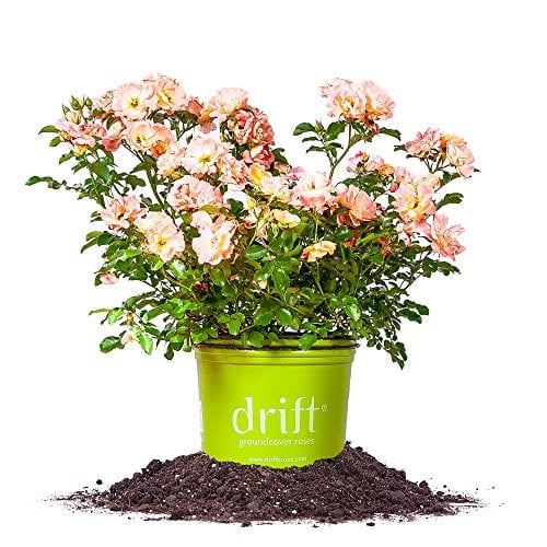 Peach Drift Rose 1 Gallon Deal