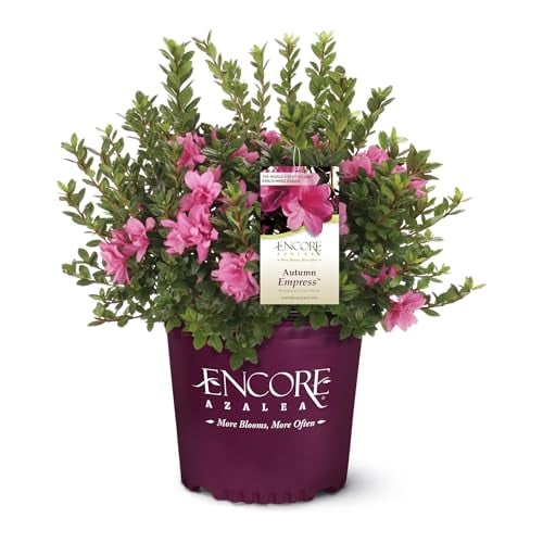 Encore Azalea 1 Gal. Autumn Empress Shrub
