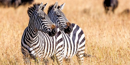 Small-Group Upscale Kenya Tour w/ International Flights