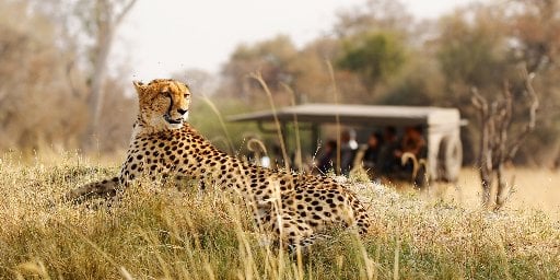 8-Day South Africa Safari Package with 8 Game Drives Deal