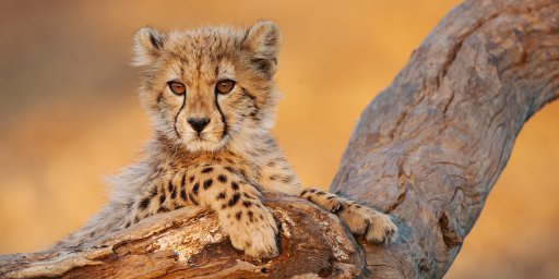 10-Day Luxe South Africa Safari Package w/ Mauritius & Flights
