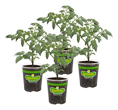 Bonnie PLANTS Husky Cherry Red Tomato Live Vegetable Plants 4-Pack Deal