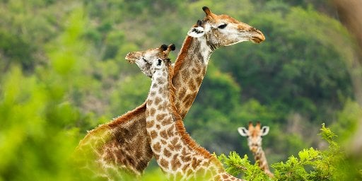 South Africa: Safari, Vineyards and Beaches with Air Deal