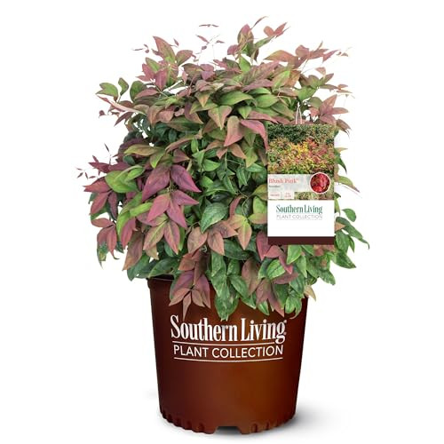 Southern Living Nandina Blush Shrub 2 Gallon