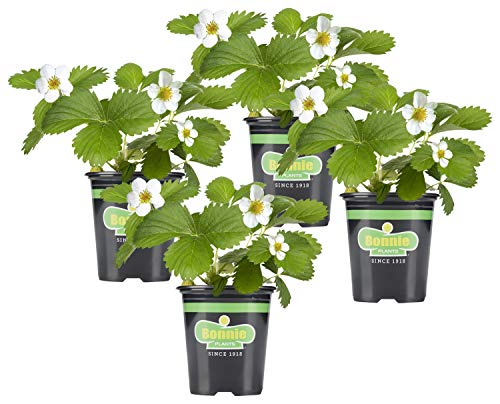 Bonnie Plants Live Strawberry Plants 4-Pack Deal