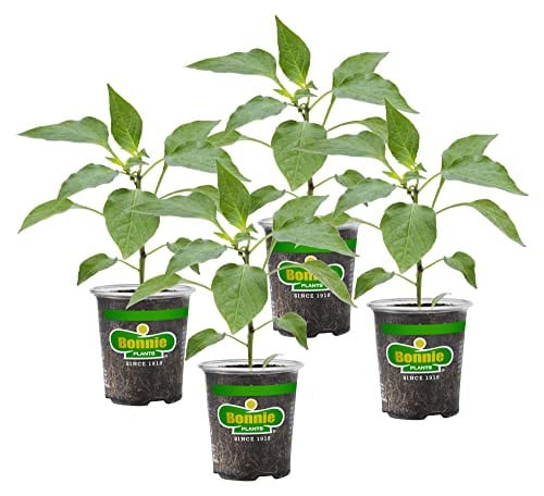 Bonnie Plants Snacking Red Pepper 4-Pack Deal