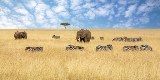 Roundtrip Business Class Flights to Africa