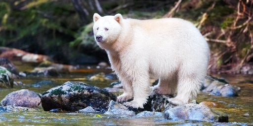 18-Day Great Bear Rainforest Alaska Cruise Package from Vancouver Deal