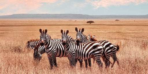 Kenya & Tanzania: 9-Night Safari Tour with Flights Deal