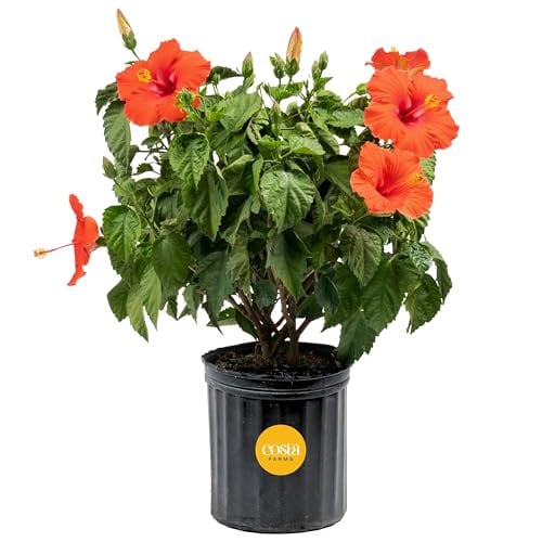 Costa Farms Live Tropical Hibiscus Bush, 2-3 Foot Tall