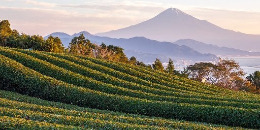 10-Night Japan Cruise Next Summer, Tokyo Departure Deal