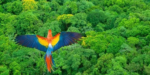 Weeklong Costa Rica Escape with Flights