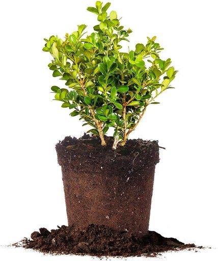 Japanese Boxwood 1 Gallon