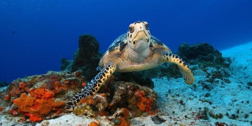 7-Night Western Caribbean Cruise Package Deal