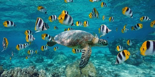 Tahiti All-Inclusive Cruise Package with LA Flights Deal