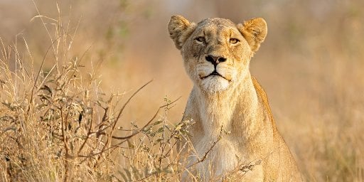 9-Day South Africa: Kruger, Cape Town & More w/ Airfare Deal