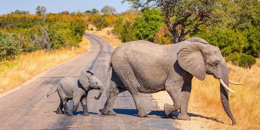 South Africa 11-Day Tour Package including Flights & Safari Deal