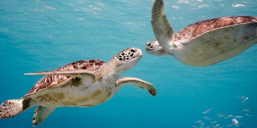 MSC Cruises: 10-Night Mexico and Island Hopping Spring Sailing