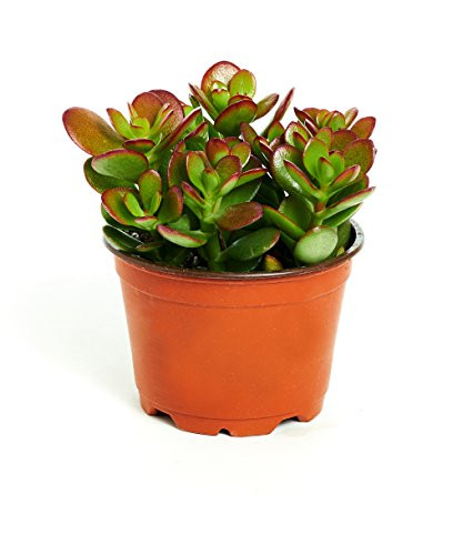 Shop Succulents Crassula Ovata 'Jade Plant' 4" Pot