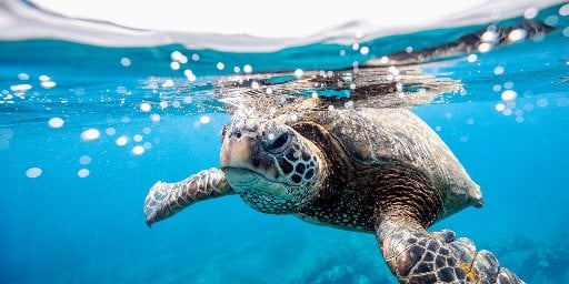 16 Nights Hawaiian Islands Cruise Package