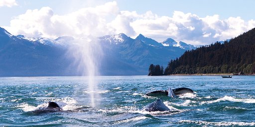 7-Night Alaska Cruise Package incl. Puget Sound