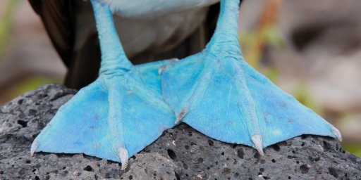Ecuador & Galapagos 7-Night Tour with Airfare