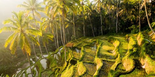 11-Day Indonesia Beach and Jungle Trip with Flights