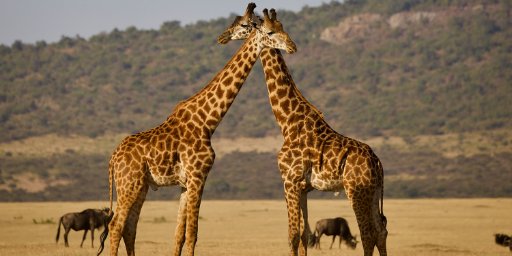 Tanzania Safari: 9-Day Small-Group Tour w/ International Flights