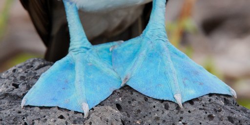 Ecuador & Galapagos 7-Night Tour w/ Airfare