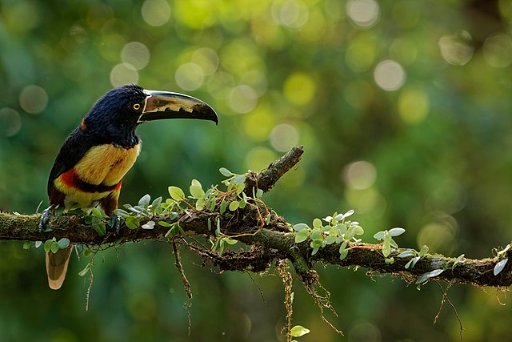 Roundtrip Washington DC to Liberia Costa Rica Flights on American Airlines