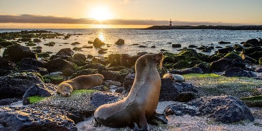 Ecuador & Galapagos 7-Night Tour with Air Deal
