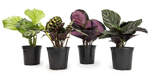 Plants for Pets Live Calathea Houseplant 4-Pack (4.25 in. Pots)